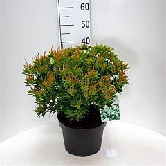 Pieris jap. 'Purity'