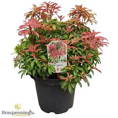 Pieris jap. 'Red Mill'