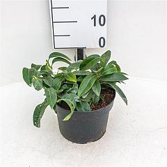 Prunus l. 'Mount Vernon'