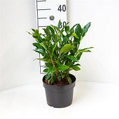 Prunus l. 'Reynvaanii'