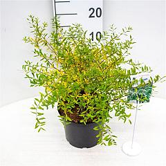 Spiraea cinerea 'Grefsheim'