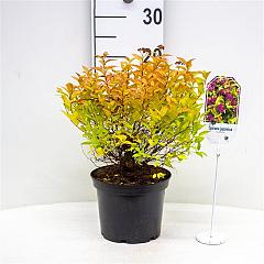 Spiraea japonica 'Goldflame'