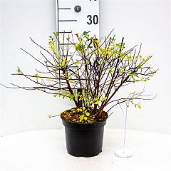 Spiraea nipp. 'Snowmound'