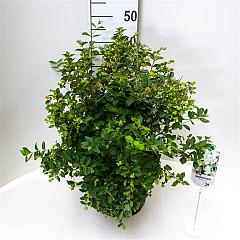 Symphoricarpos d. 'Magical Galaxy'®