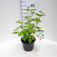 Viburnum opulus 'Roseum'