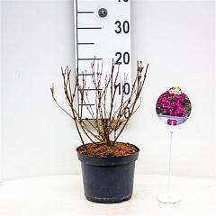 Weigela florida 'Alexandra'