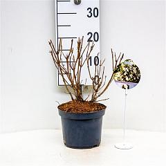 Weigela 'Black and White'