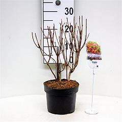 Weigela 'Bristol Ruby'