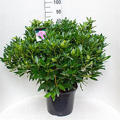 Rhododendron ponticum