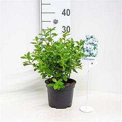 Rhododendron (AI) 'White Lady'