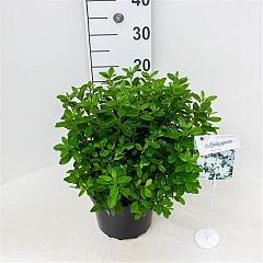 Rhododendron (AI) 'White Lady'