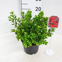 Rhododendron (AJ) 'Addy Wery'