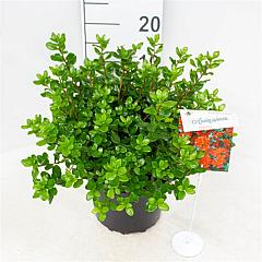 Rhododendron (AJ) 'Addy Wery'