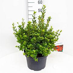 Rhododendron (AJ) 'Addy Wery'