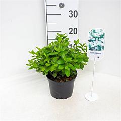 Rhododendron (AJ) 'Adonis'