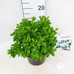 Rhododendron (AJ) 'Adonis'