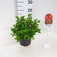 Rhododendron (AJ) 'Ageeth'