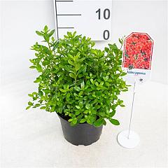 Rhododendron (AJ) 'Aladdin'