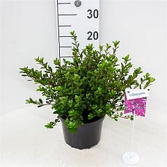 Rhododendron (AJ) 'Amoena'