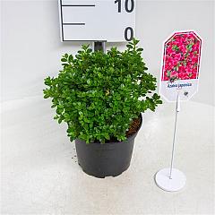 Rhododendron (AJ) 'Anouk'