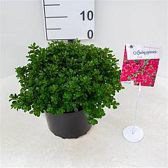 Rhododendron (AJ) 'Anouk'