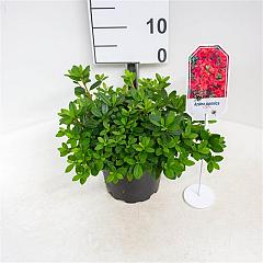 Rhododendron (AJ) 'Arabesk'