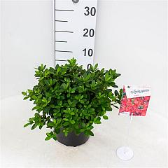 Rhododendron (AJ) 'Arabesk'