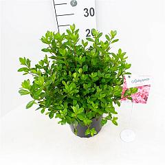 Rhododendron (AJ) 'Blaauw's Pink'