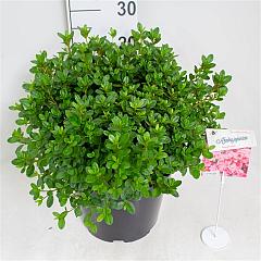 Rhododendron (AJ) 'Blaauw's Pink'