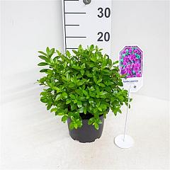 Rhododendron (AJ) 'Blaue Donau'