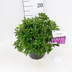 Rhododendron (AJ) 'Blaue Donau'