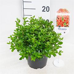 Rhododendron (AJ) 'Brilliant Orange'