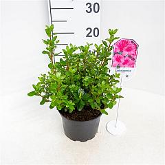 Rhododendron (AJ) 'Conny'