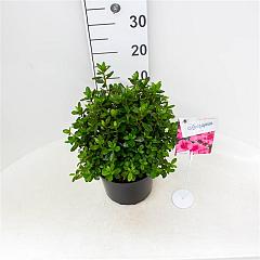 Rhododendron (AJ) 'Conny'