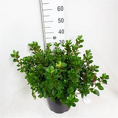 Rhododendron (AJ) 'Conny'