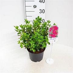 Rhododendron (AJ) 'Excelsior'