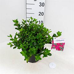 Rhododendron (AJ) 'Excelsior'