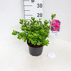 Rhododendron (AJ) 'Florida'