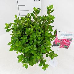 Rhododendron (AJ) 'Florida'