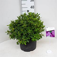Rhododendron (AJ) 'Florida'