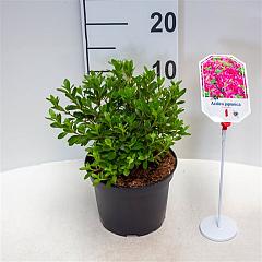 Rhododendron (AJ) 'Fumiko'