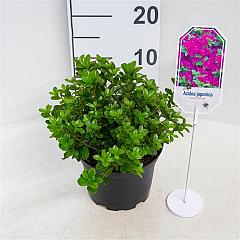 Rhododendron (AJ) Geisha Purple