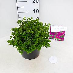 Rhododendron (AJ) Geisha Purple