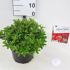 Rhododendron (AJ) 'Hotshot Variegata'