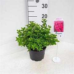 Rhododendron (AJ) 'Isabel'