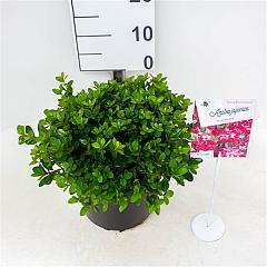 Rhododendron (AJ) 'Izumi-no-mai'