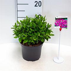 Rhododendron (AJ) 'Königstein'