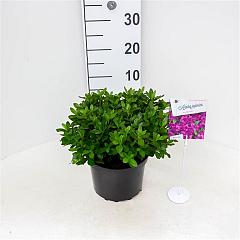 Rhododendron (AJ) 'Königstein'