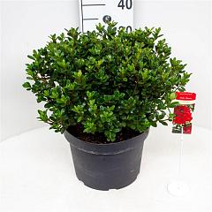 Rhododendron (AJ) 'Little Red' 