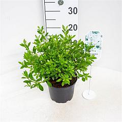 Rhododendron (AJ) 'Mémé'